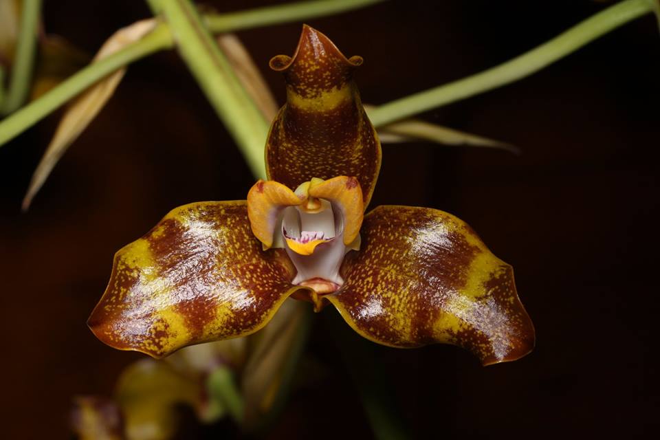 Grammangis ellisii (Madagascar Species) Main image