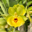 Catasetum expansum
