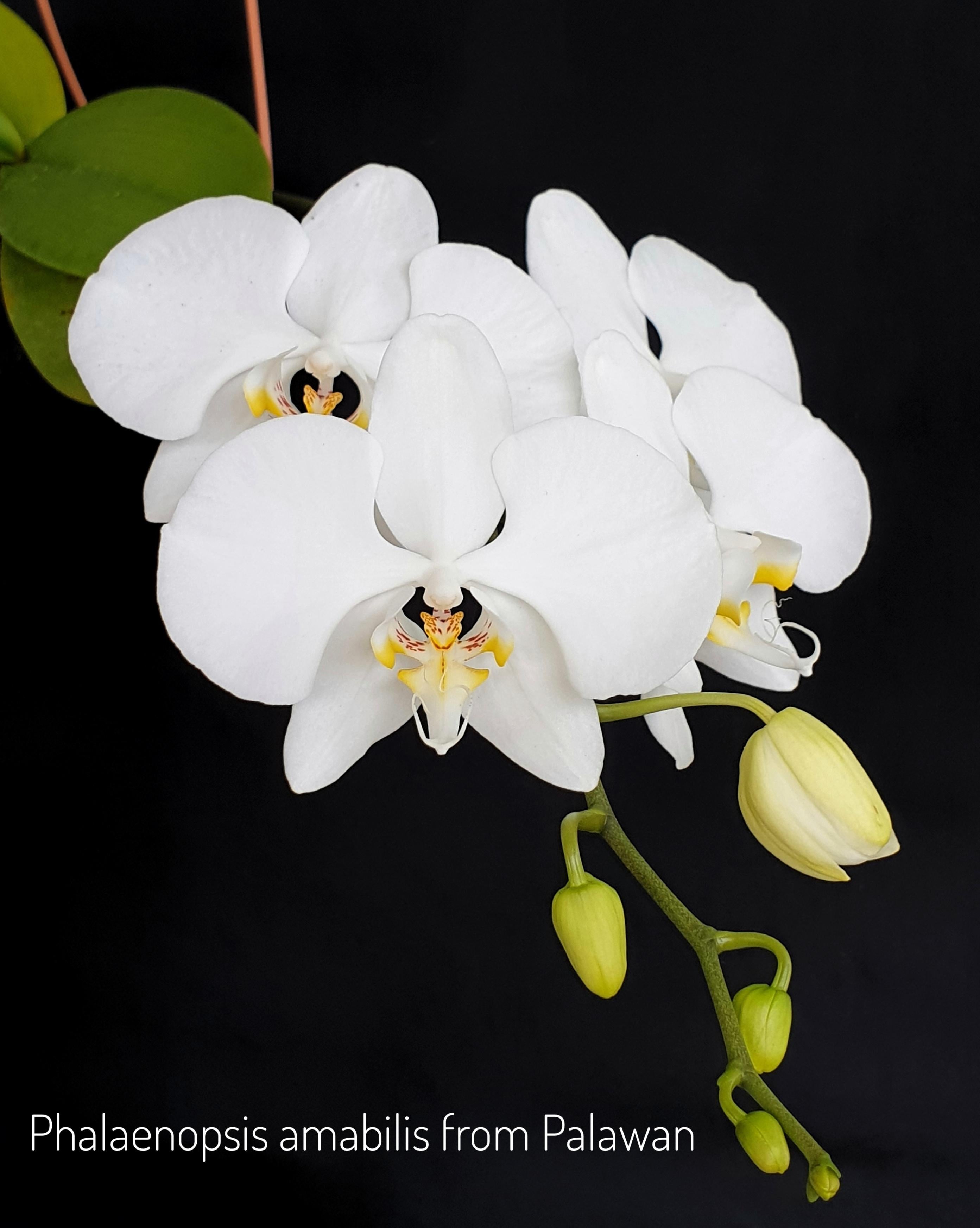 Phalaenopsis amabilis SPECIES FLASK (30+ PLANTS) Main image