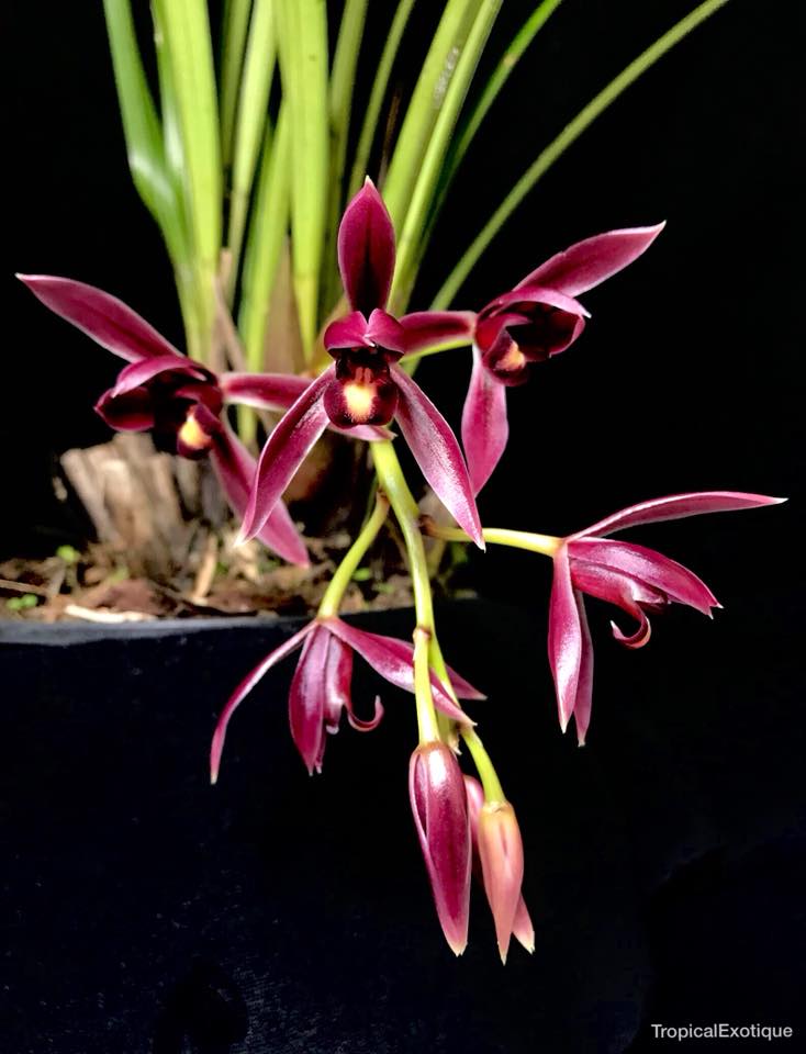 Cymbidium Nok-Kra-Jib (Cymbidium Faridah Hashim x Cymbidium dayanum) Secondary image