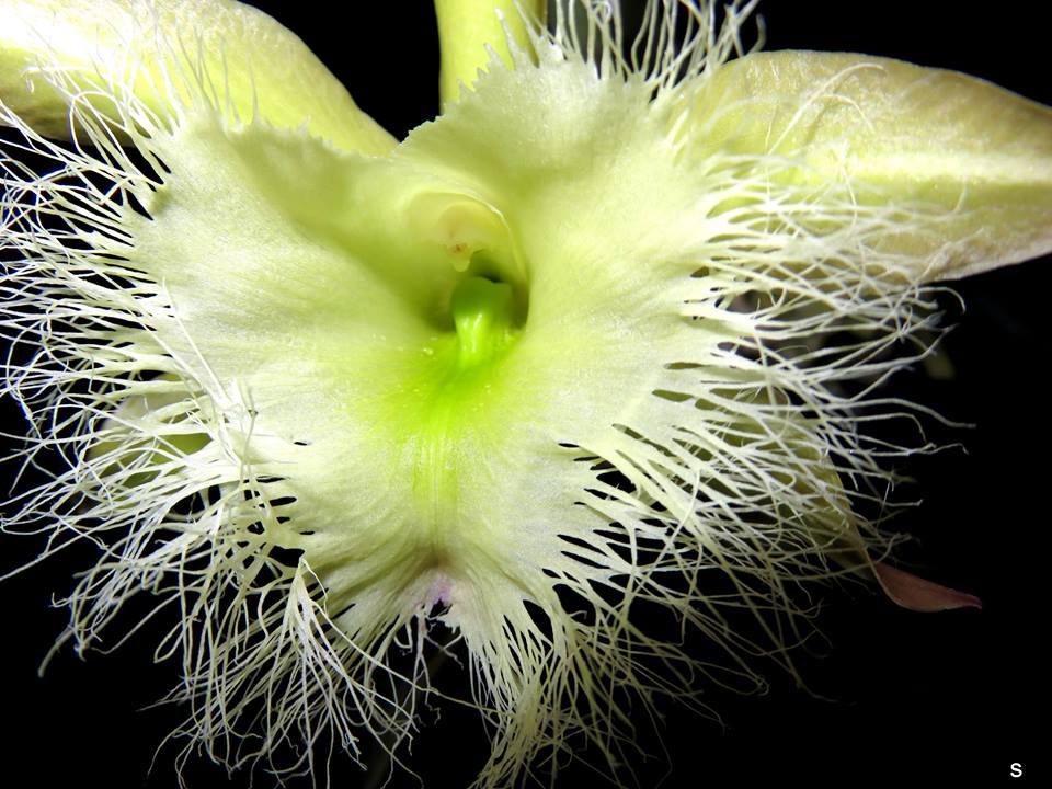Rhyncholaelia digbyana (Fragrant Species) Main image