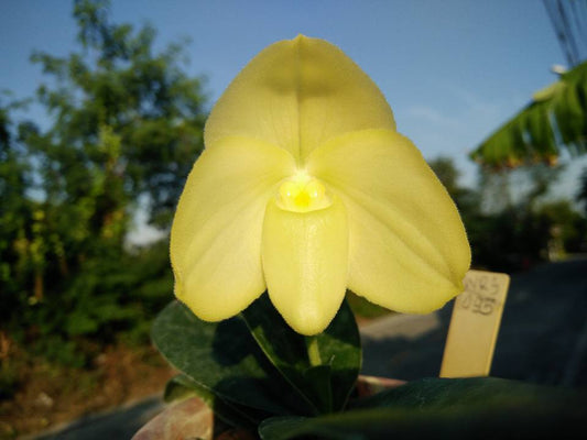 Paphiopedilum concolor f. alba (RARE SPECIES)