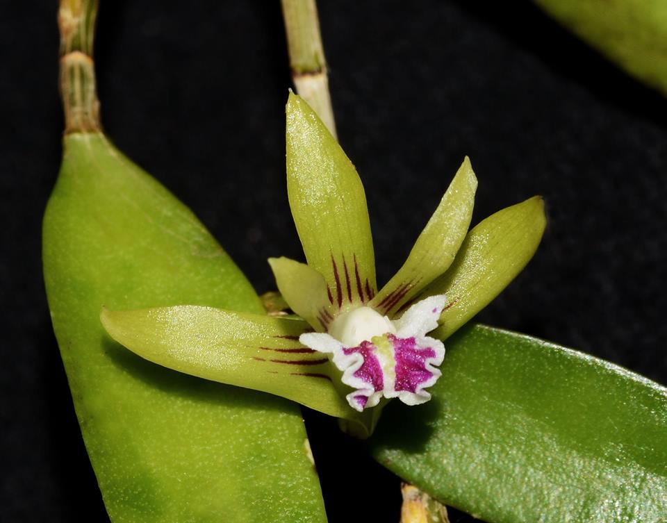 Dendrobium pugioniforme Main image