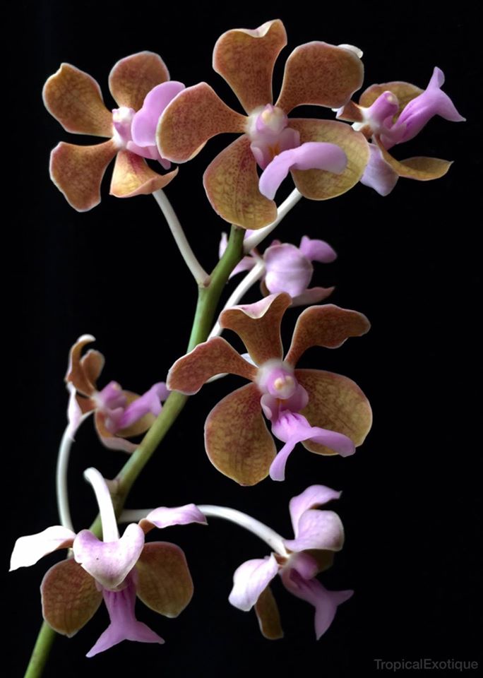 Vanda bensonii (Species -  Fragrant)