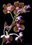 Vanda bensonii (Species -  Fragrant)