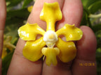 Vanda hindsii f. aurea (Rare Species)
