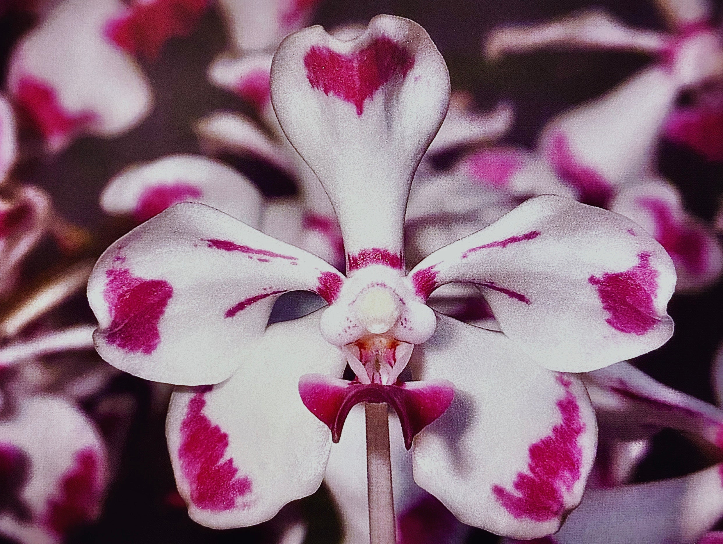 Vanda luzonica (Rare Species) Main image