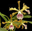Laelia grandis (Flask - Conical, ex Taiwan)