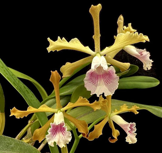 Laelia grandis (Flask - Conical, ex Taiwan)