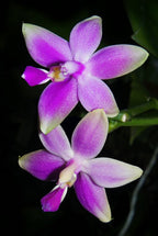 Phalaenopsis mentawaiensis 'blue' MC