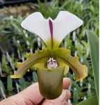 Paphiopedilum spicerianum (Fat Boy x Twin Trails)