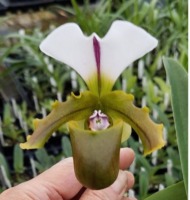 Paphiopedilum spicerianum (Fat Boy x Twin Trails)