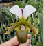 Paphiopedilum spicerianum (Fat Boy x Twin Trails)