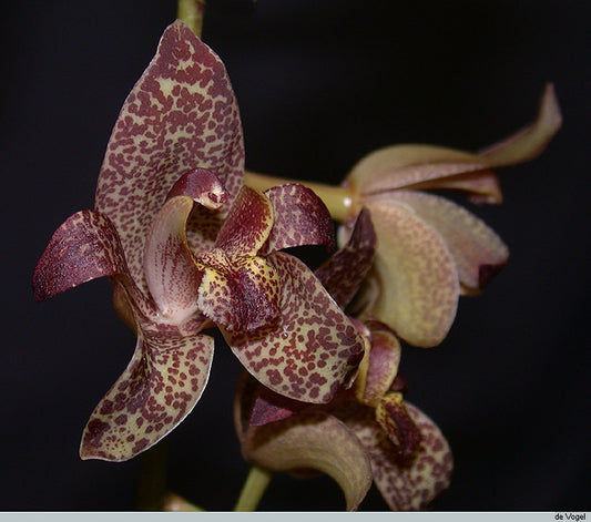 Grammatophyllum stapeliiflorum