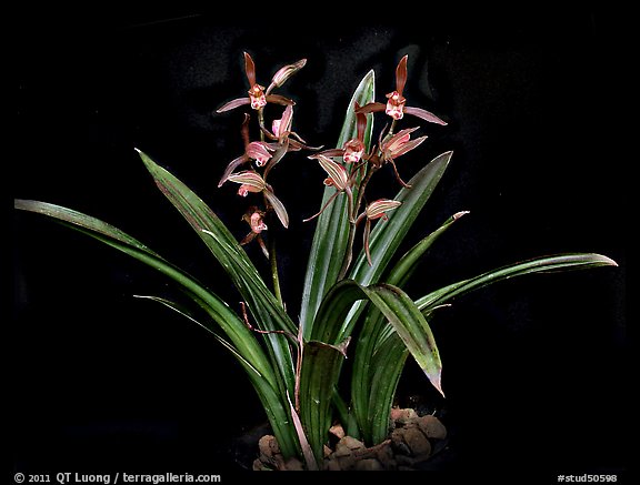 Cymbidium sinense Da Mo (Shi Gong) 達摩(十公) (RARE SPECIES) Main image