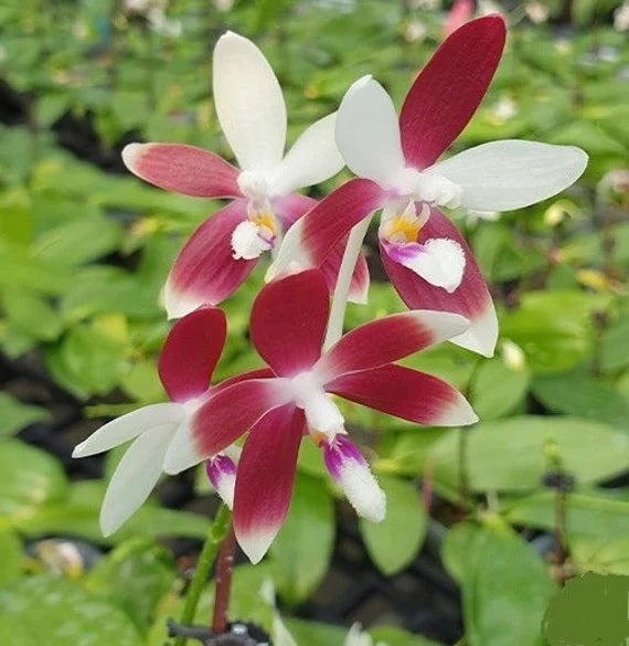 Phalaenopsis tetraspis “C1” (Rare form - Species) Main image