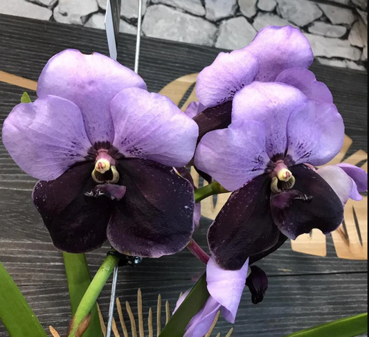 Vanda Two Tone