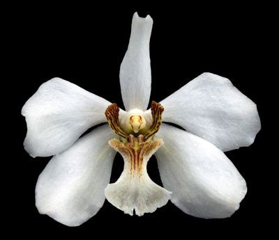Vanda barnesii Main image