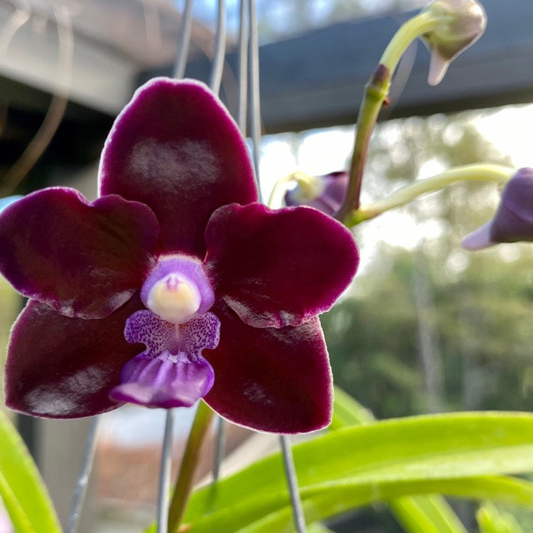 Vanda Lalita Fragrance x Vanda tessellata