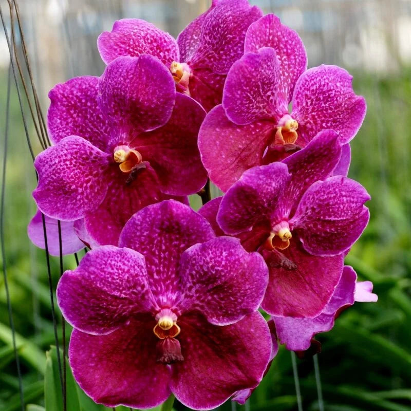 Vanda Pure Wax 'Pink' (FLOWERING SIZE)