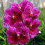 Vanda Pure Wax 'Pink' (FLOWERING SIZE)