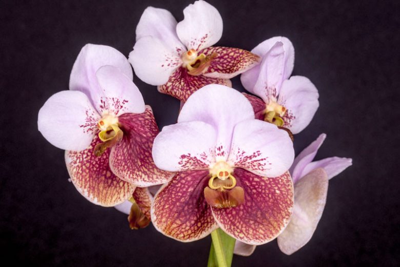Vanda sanderiana (Fragrant Species)
