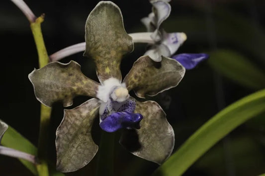 Vanda tessellata (Fragrant Orchid Species)