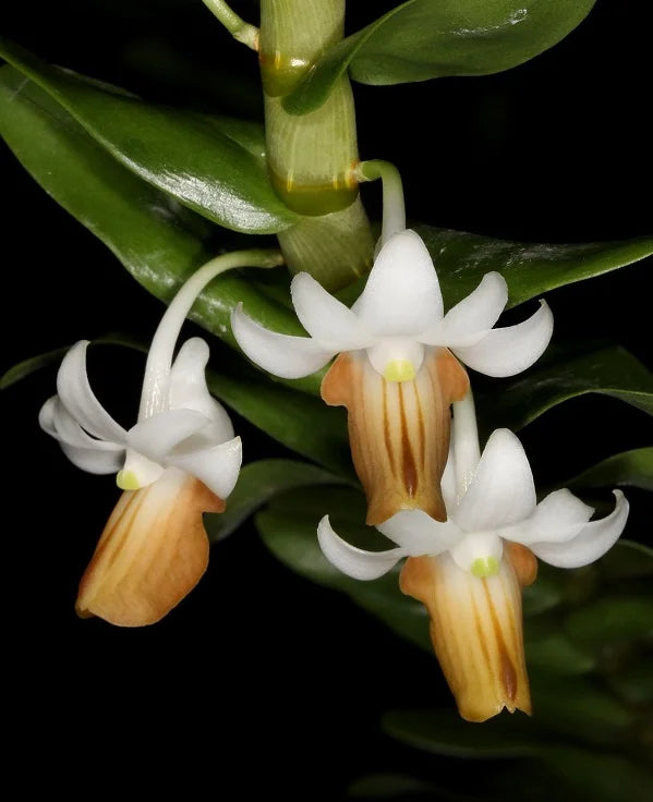 Dendrobium ellipsophyllum Main image