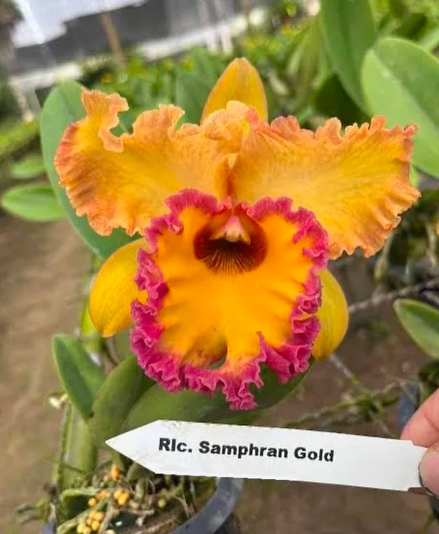 Rhyncholaeliocattleya Samphran Gold (Hybrid Flask - Whiskey Bottle) ex Thailand