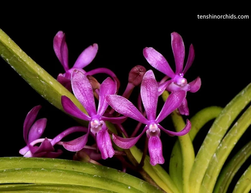 Vandachostylis Lou Sneary 'Pink'