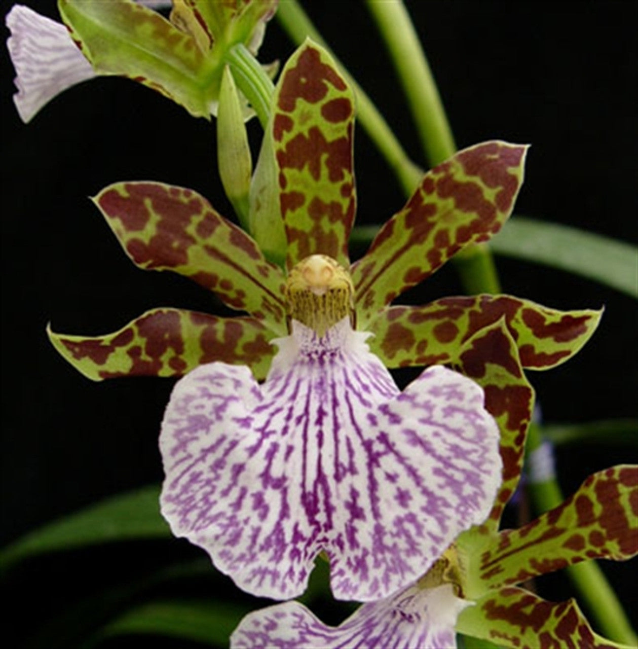 Zygopetalum mackayi Main image