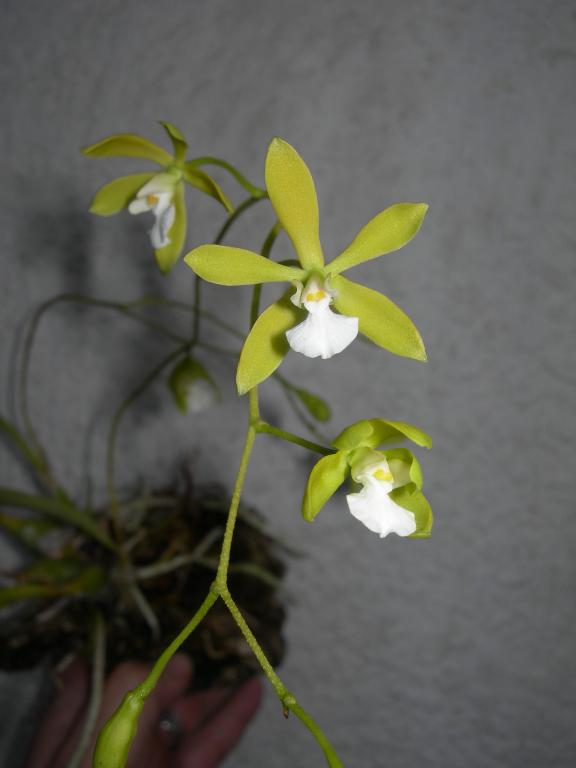 Potinara Memorial Gold 'Canary BM/JOGA X Encyclia tampensis Var. Alba 'Mendenhall'