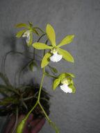Potinara Memorial Gold 'Canary BM/JOGA X Encyclia tampensis Var. Alba 'Mendenhall'