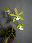 Potinara Memorial Gold 'Canary BM/JOGA X Encyclia tampensis Var. Alba 'Mendenhall'