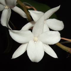 Aerangis Modesta (Fragrant Species)