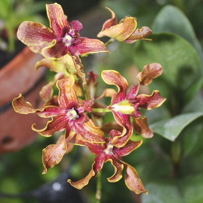 Den. Burana Jade x Lasianthera Main image