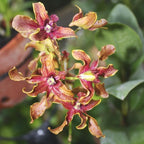 Den. Burana Jade x Lasianthera