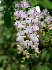 Aerides odorata (Beautiful Species)