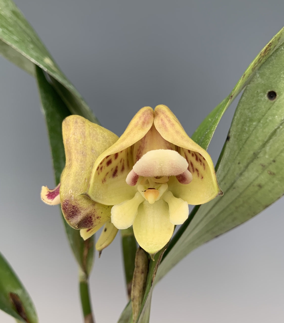 Coelogyne Galeata ( Highly Fragrant )