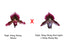 Paphiopedilum Hung Sheng Master x (Hung Sheng Red Apple x Hung Shung Bay)