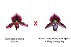 Paphiopedilum Hung Sheng Master x (Hung Sheng Red Apple x Hung Shung Bay)