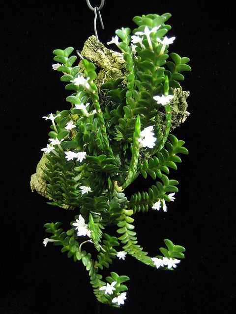 Angraecum Distichum