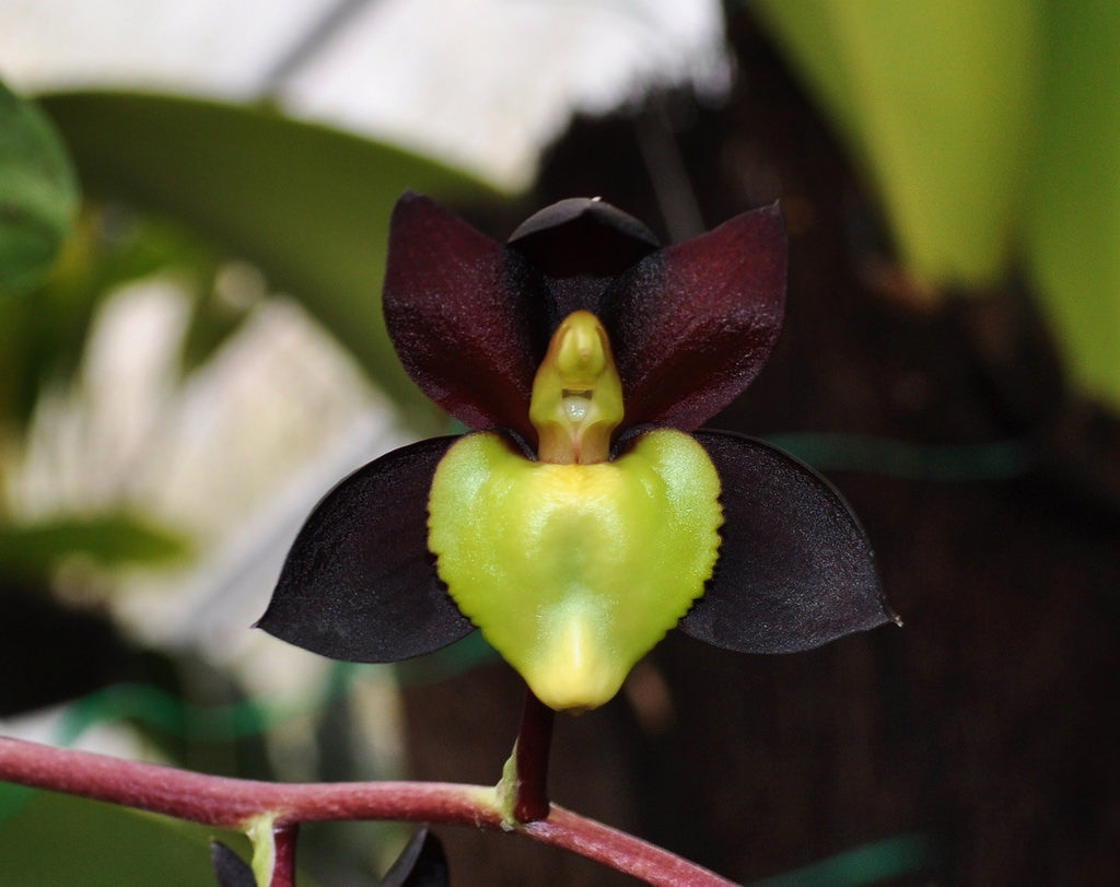 Flask - Catasetum tenobrosum (Species)