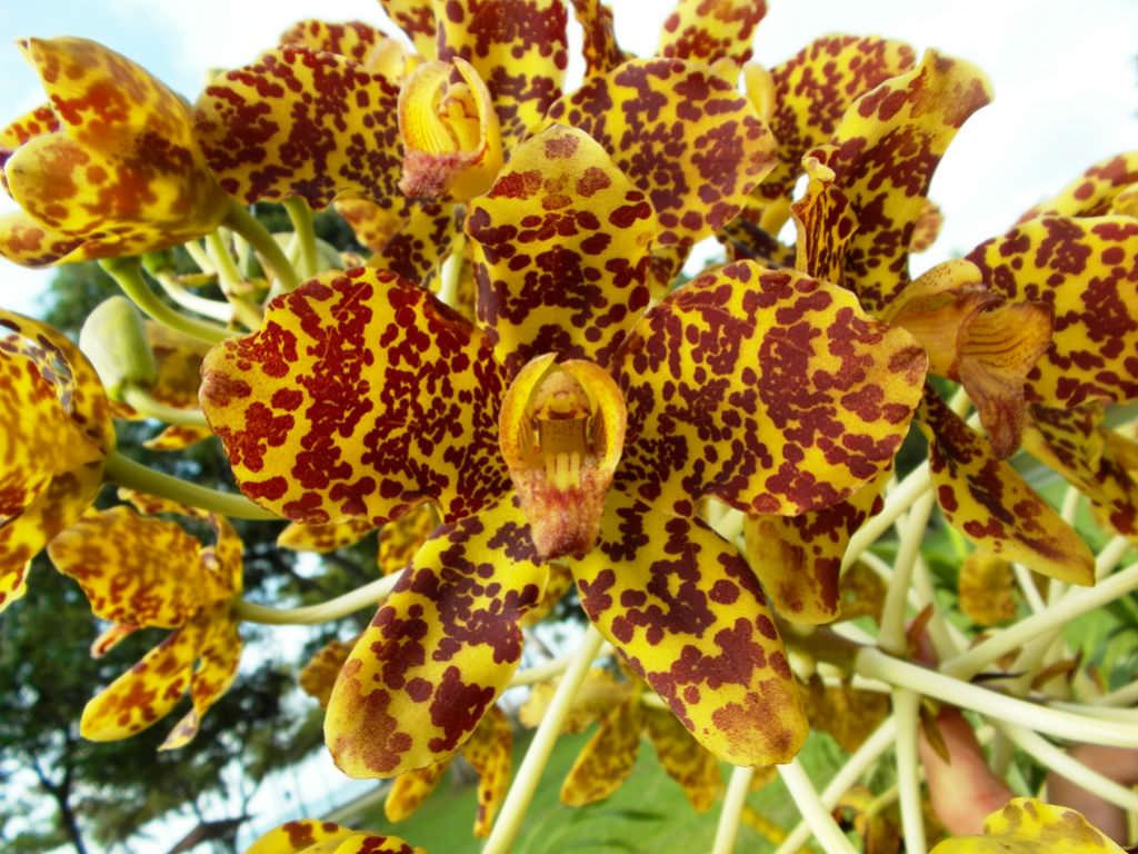 GRAMMATOPHYLLUM SPECIOSUM (Tiger Orchid) Frgrant