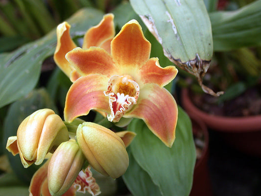 TOP - Chysis aurea