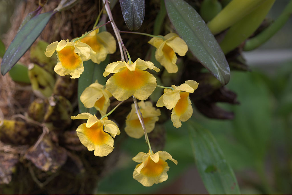 Dendrobium Lindleyi Main image