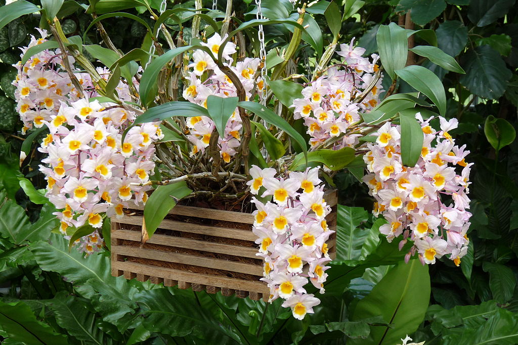 Fragrant Species Dendrobium Farmeri Main image