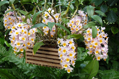 Fragrant Species Dendrobium Farmeri