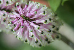 Dendrobium Smillieae