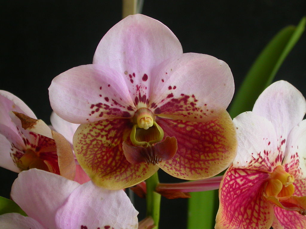 Vanda Sanderiana x Somsri Gold
